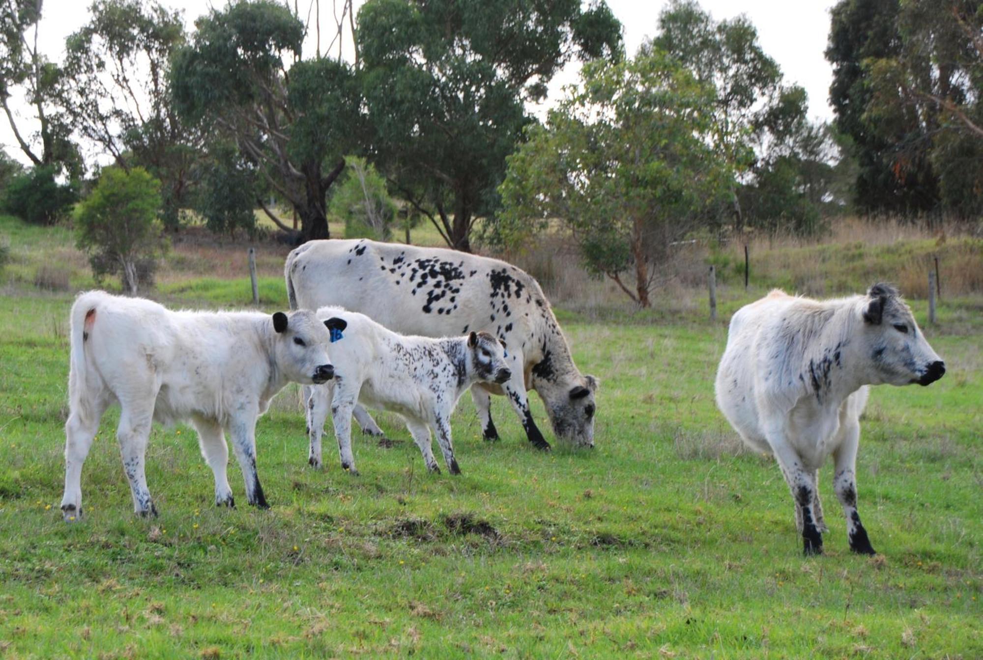 Back Valley Farmstay Bed And Breakfast Victor Harbor Esterno foto