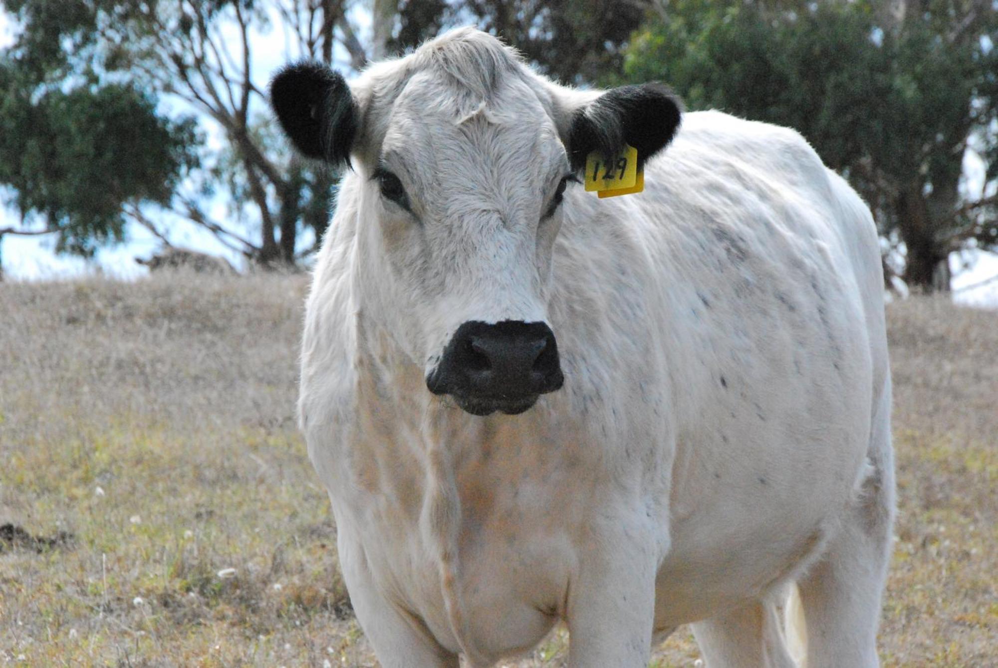 Back Valley Farmstay Bed And Breakfast Victor Harbor Esterno foto