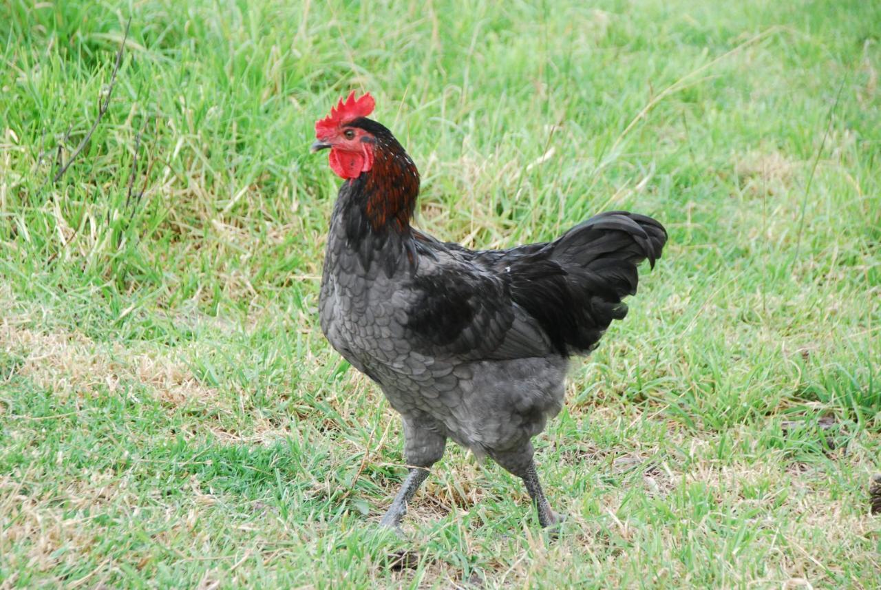 Back Valley Farmstay Bed And Breakfast Victor Harbor Esterno foto
