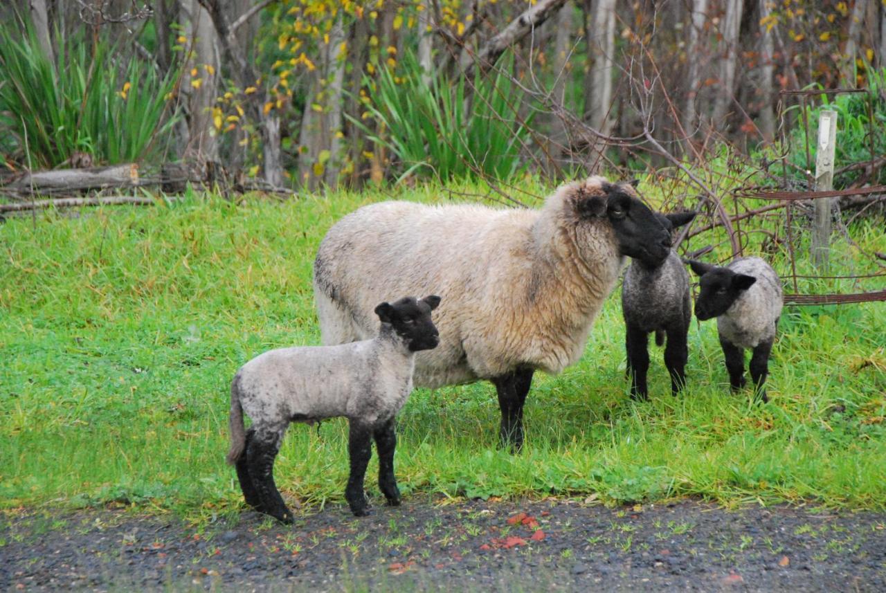 Back Valley Farmstay Bed And Breakfast Victor Harbor Esterno foto